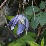 Clematis alpina 花