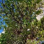 Cercis occidentalis Habitatea