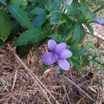 Barleria cristata Blüte