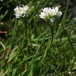 Arabis soyeri Habit