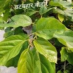 Cordia subcordata Blatt