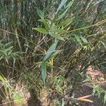 Bambusa multiplex Leaf