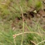 Cyperus laevigatus Hoja
