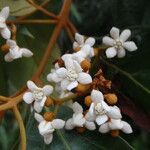 Nectandra oppositifolia Flor