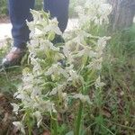 Platanthera chlorantha 花