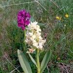 Dactylorhiza sambucina Цвят