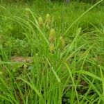 Carex squarrosa Flor