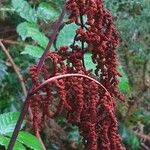 Osmunda regalis फल