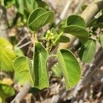 Schizostephanus alatus Leaf