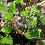 Rhynchosia minima Habit