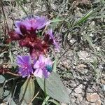 Tibouchina granulosa Blüte