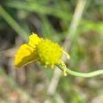 Ranunculus gramineus Meyve