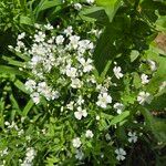 Gypsophila elegansLorea