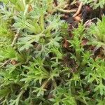 Saxifraga fragosoi Yaprak