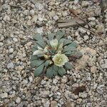 Lewisia kelloggii Flower