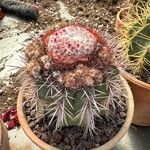 Melocactus intortus Leaf