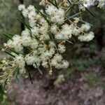 Acacia linifolia Floare
