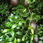 Citrus australasica Leaf