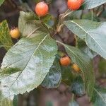 Crataegus crus-galli Blatt