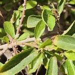 Grewia occidentalis Leaf