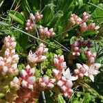 Sedum anglicum Blüte