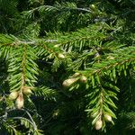 Picea orientalis Liść