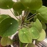 Pilea peperomioides Leaf