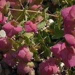 Origanum rotundifolium पत्ता