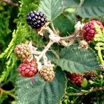Rubus radula फल