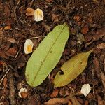 Baphia pubescens Φύλλο