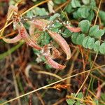 Astragalus layneae Квітка