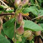 Operculina turpethum Flower