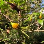 Gardenia jasminoides Плод