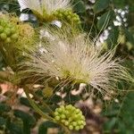 Albizia lebbeck Flower