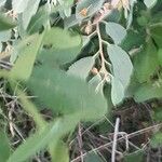 Grewia bicolor Leaf