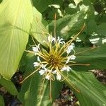 Hedychium ellipticum Flower