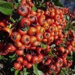 Pyracantha coccinea Fruit