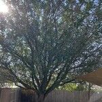 Quercus fusiformis Hábito