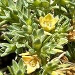 Scleranthus annuus फूल