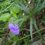 Ruellia simplexBlad