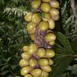 Pholidostachys pulchra Fruit