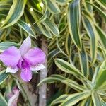 Dendrobium bigibbum Flower
