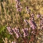 Calluna vulgaris Fleur