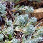 Bombycilaena erecta Leaf