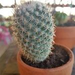 Mammillaria albilanata Ліст