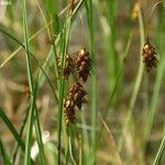 Carex limosa Frutto