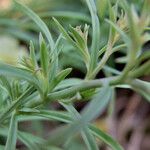 Linaria vulgaris Blatt