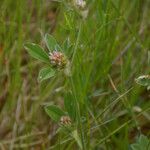 Trifolium striatum Vivejo