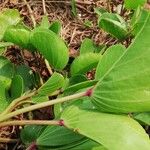 Ipomoea pes-caprae Liść