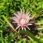 Carlina acaulisFlor